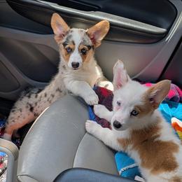 Millie - Blue merle and white female American Corgi puppy in Shawnee, Oklahoma from Sunray Ranch