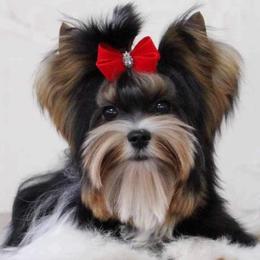 Titan - Black tan and white male Biewer Terrier puppy in Owasso/Tulsa, Oklahoma from Prestigious Pups