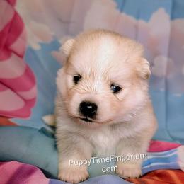 Aspen - 1900 - Wolf sable female Pomsky puppy in Spring Hill, Florida from www.PuppyTimeEmporium.com