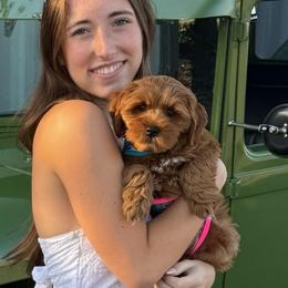 Suki - Red female Cockapoo puppy in Roseville, California from Darby Park Doodles