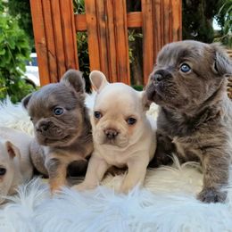 French Bulldog Puppies from Buda Baby Frenchies