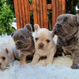 French Bulldog Puppies from Buda Baby Frenchies