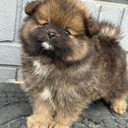 Onyx - Orange sable male Pomeranian puppy in Newark, Ohio from Keeperofstars Pomeranians