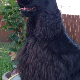 Cocker Spaniels from Ardee's