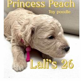 Princess Peach - White female Poodle puppy in Oceanside, New York from Anastasia Poodles three four seven seven five four two three four five