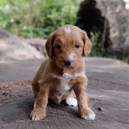 Snickers - Apricot male Australian Labradoodle puppy in Harrisonburg, Virginia from Crown Doodles