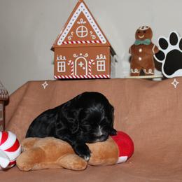 Munchkin - Black male Cocker Spaniel puppy in Hickory, North Carolina from Home Grown Cocker Spaniels