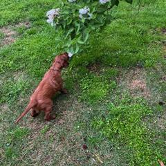 Irish Setter Puppies from Rumraisin Irish Setters