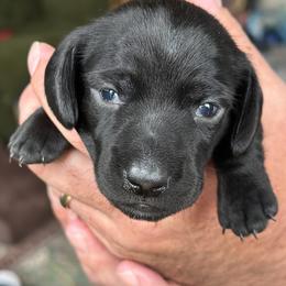 McCartney - Black male Dachshund puppy in Loxahatchee, Florida from Lazy Acres Farm & Long Back Ranch