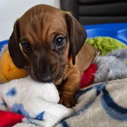 Coe - Cream male Dachshund puppy in Wildomar, California from Mindy's Dachshunds