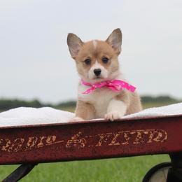 Sable girl 1 - Sable female Pembroke Welsh Corgi puppy in Ville Platte, Louisiana from Flat town corgis