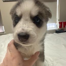 Girl 2 - Agouti and white female Siberian Husky puppy in New York, New York from Riri’s Huskies