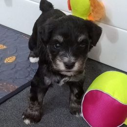 Girl 3 - Black and silver female Miniature Schnauzer puppy in Kannapolis, North Carolina from Schnauzer Affinity