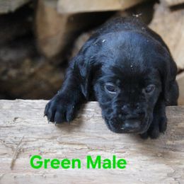Boy 4 - Black male Labrador Retriever puppy in Black Creek, Wisconsin from Copper View Farm German Shepherds and Labrador Retreivers