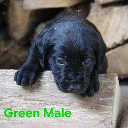 Boy 4 - Black male Labrador Retriever puppy in Black Creek, Wisconsin from Copper View Farm German Shepherds and Labrador Retreivers