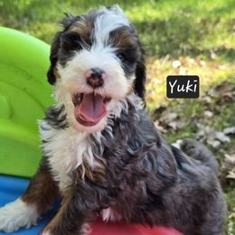 Yuki - Blue merle male Bernedoodle puppy in Neillsville, Wisconsin from Granton Creek