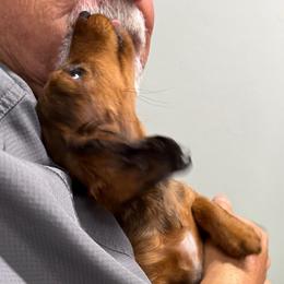 Cora - Sable female Dachshund puppy in Shawnee, Oklahoma from Magic Eagle Miniature Dachshunds