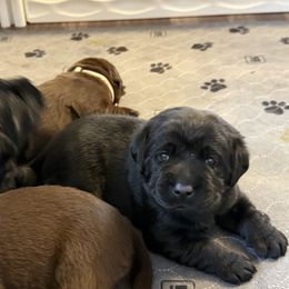Labrador Retriever Puppies from Hillstone Labradors