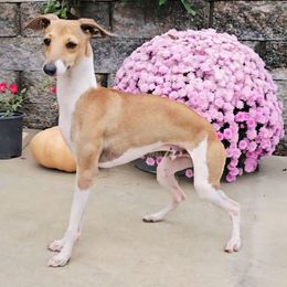 Marchwind Tangerine Sky - White and red male Italian Greyhound puppy in Cadwell, Georgia from All The DoDa Day Italian Greyhounds