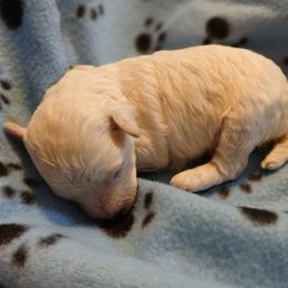 Elliot - Cream male Poodle puppy in Blanch, North Carolina from Faithful Hearts Kennel