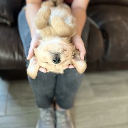 Golden Retriever Puppies from Sunshine Mountain Retrievers