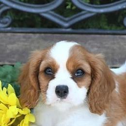 Cavalier King Charles Spaniels from Angels Ridge Cavaliers