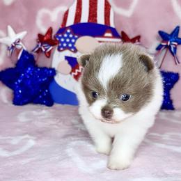 Lavender Parti girl. AKC - Lavender female Pomeranian puppy in Princeton, New Jersey from PureLove Poms.