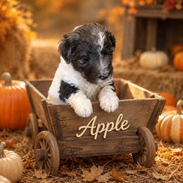 Apple - Merle female Bernedoodle puppy in Julian, Pennsylvania from Happy Valley Doodles