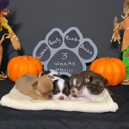 Chihuahua Puppies from Mystic Angels Chihuahuas