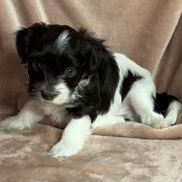 Chip - Chocolate male Havanese puppy in Maryville, Missouri from Dreamworks Havanese