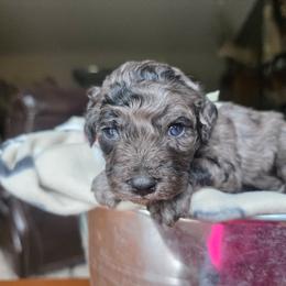 Zion - Merle male Cavapoo puppy in Blackfoot, Idaho from Draper Mountain Doodles