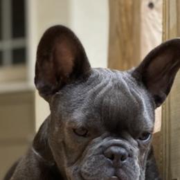 French Bulldogs from Tara's Frenchies