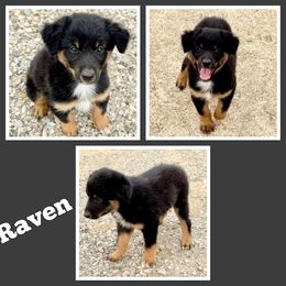 Raven - Black tri-color male Australian Shepherd puppy in Mount Vernon, Texas from RJ's Aussie Posse