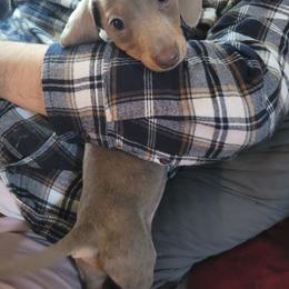 Silver - Dachshund