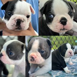 Boston Terriers from Jolly Bostons