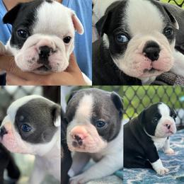 Boston Terriers from Jolly Bostons