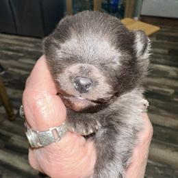 Haze - Blue Sable 2 week old female - Blue sable female Pomeranian puppy in Madison, Ohio from PawSitive Therapy Pomeranians