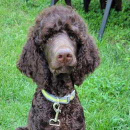 Slate - Brown Poodle puppy in Missouri from 7P Services