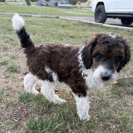 Ducky - Parti male Poodle puppy in Peyton, Colorado from Fuzzybottoms Ranch LLC