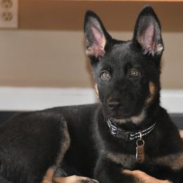 German Shepherd Puppies from Shepherds of Anarchy