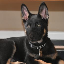 German Shepherd Puppies from Shepherds of Anarchy