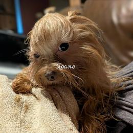 Sloane - Yorkshire Terrier
