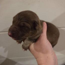 Dark Green Collar Boy - Sable male German Shepherd puppy in Dallas, Pennsylvania from Mountainside German Shepherds