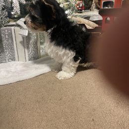 Biewer Terrier Puppies from Southern Star Biewers