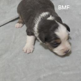 Girl 3 - Black tri female Miniature Australian Shepherd puppy in Bend, Oregon from Badlands Toy and Mini Aussies