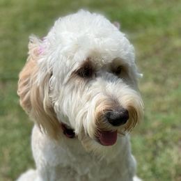 Molly - Goldendoodle