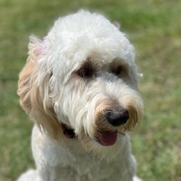 Molly - Goldendoodle