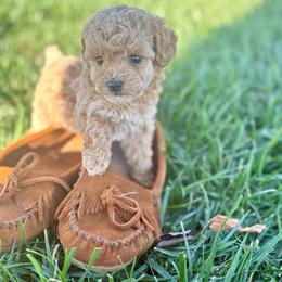 Winnie - Apricot female Poodle puppy in Utica, Ohio from Poodle Me Crazy