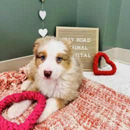 Red Merle - Red merle male Australian Shepherd puppy in Saratoga Springs, New York from Rock Springs Australian Shepherds