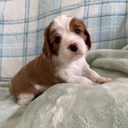 Maple - Blenheim female Cavalier King Charles Spaniel puppy in Winchester, Kentucky from Storycrest Cavaliers